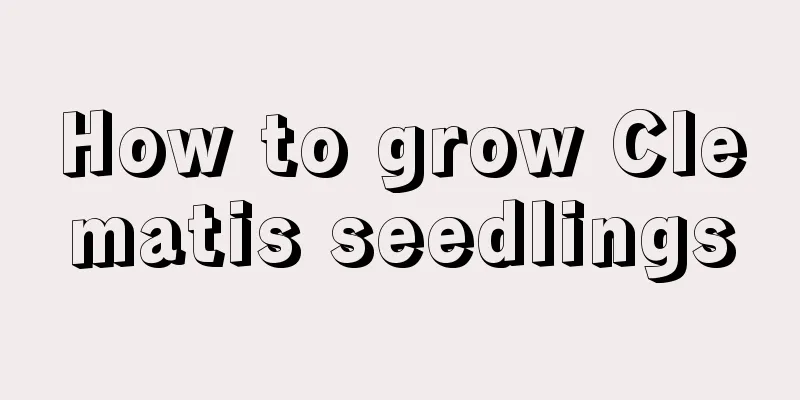 How to grow Clematis seedlings