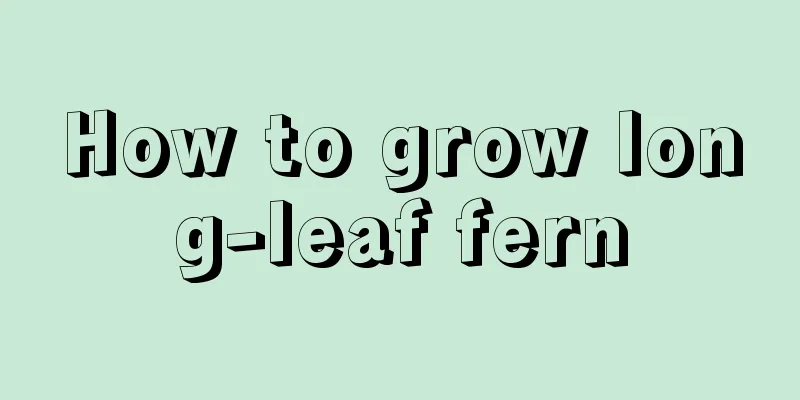 How to grow long-leaf fern