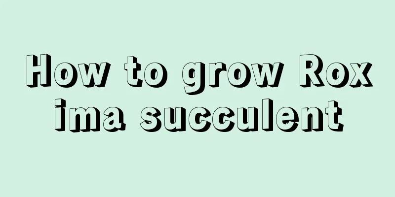 How to grow Roxima succulent