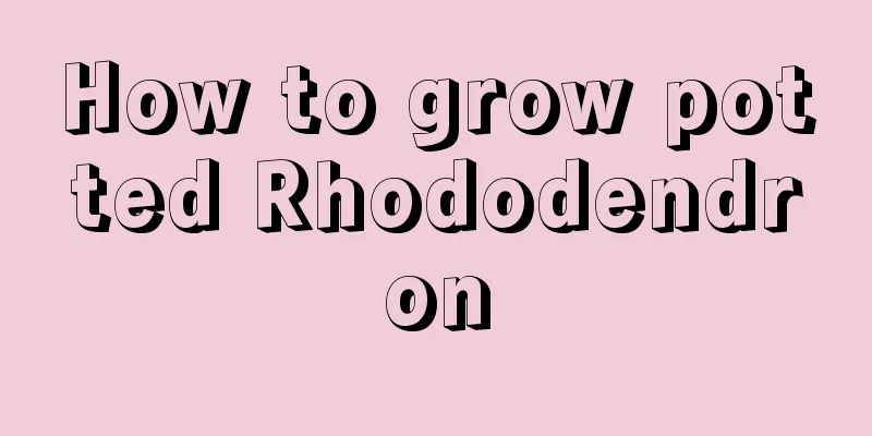 How to grow potted Rhododendron