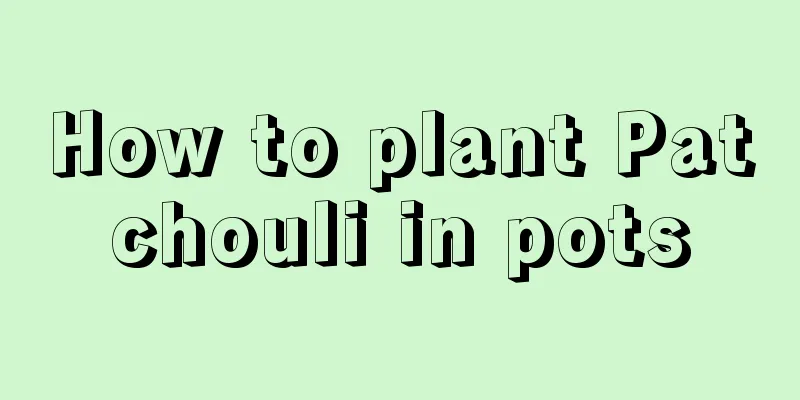 How to plant Patchouli in pots