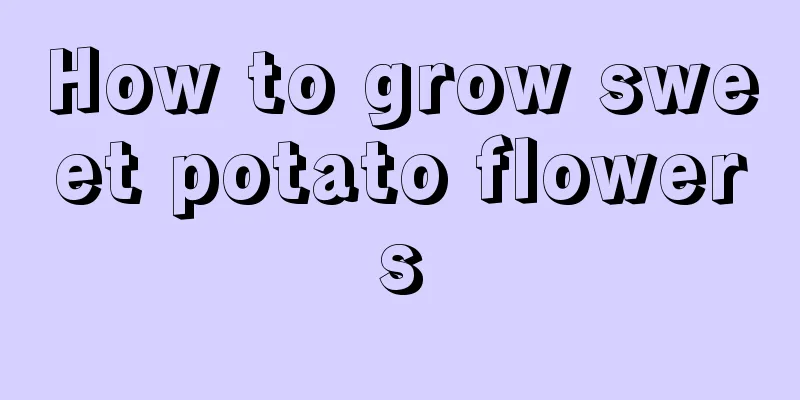 How to grow sweet potato flowers