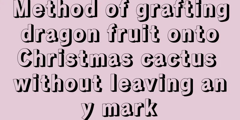 Method of grafting dragon fruit onto Christmas cactus without leaving any mark