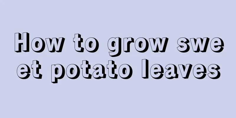 How to grow sweet potato leaves