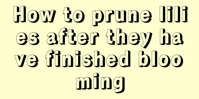 How to prune lilies after they have finished blooming