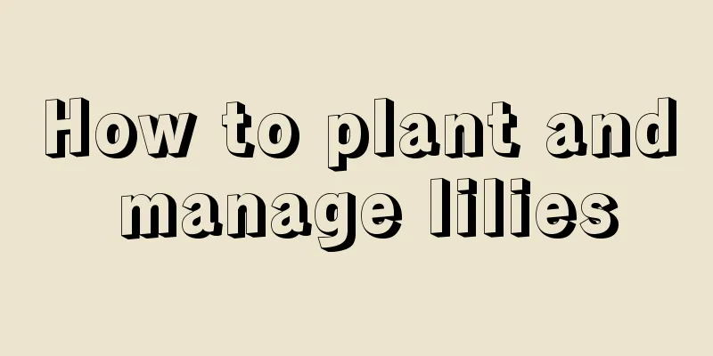 How to plant and manage lilies