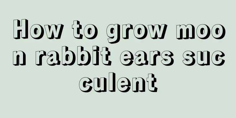 How to grow moon rabbit ears succulent