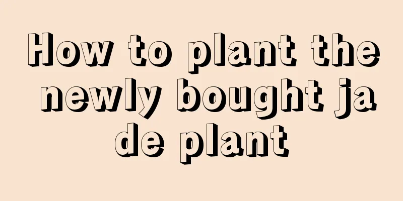 How to plant the newly bought jade plant