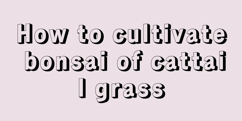 How to cultivate bonsai of cattail grass