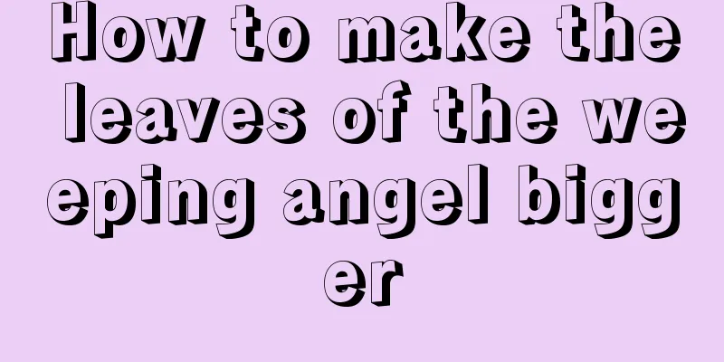 How to make the leaves of the weeping angel bigger