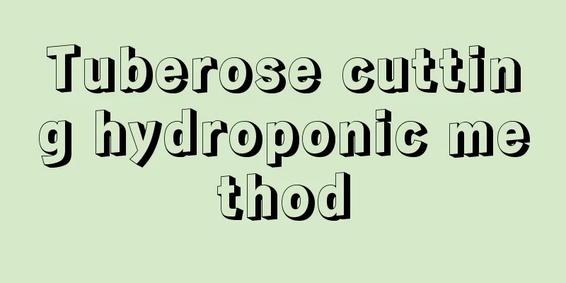 Tuberose cutting hydroponic method