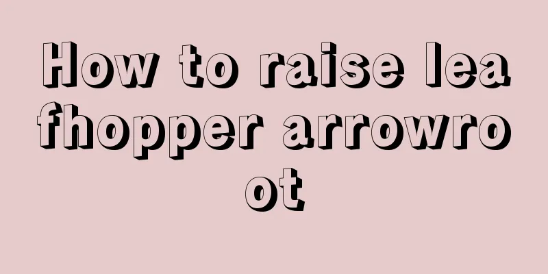 How to raise leafhopper arrowroot