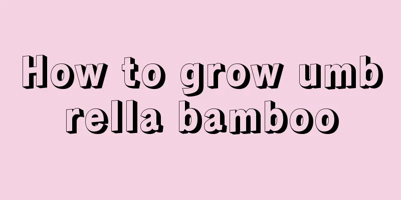 How to grow umbrella bamboo