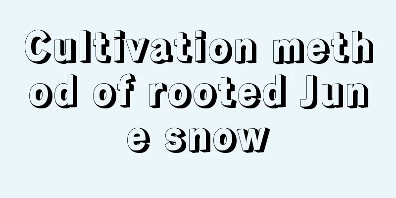 Cultivation method of rooted June snow