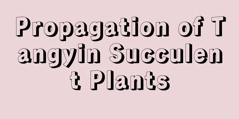 Propagation of Tangyin Succulent Plants