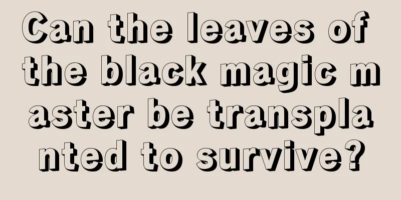 Can the leaves of the black magic master be transplanted to survive?