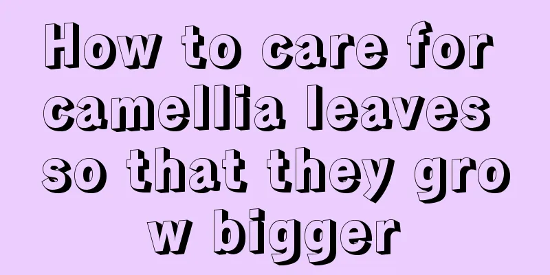 How to care for camellia leaves so that they grow bigger