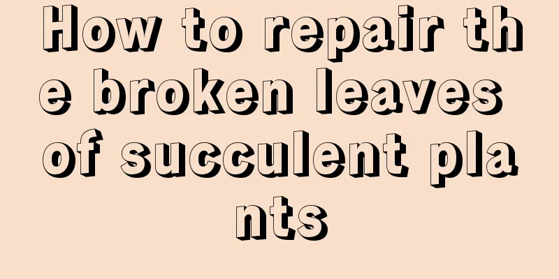 How to repair the broken leaves of succulent plants