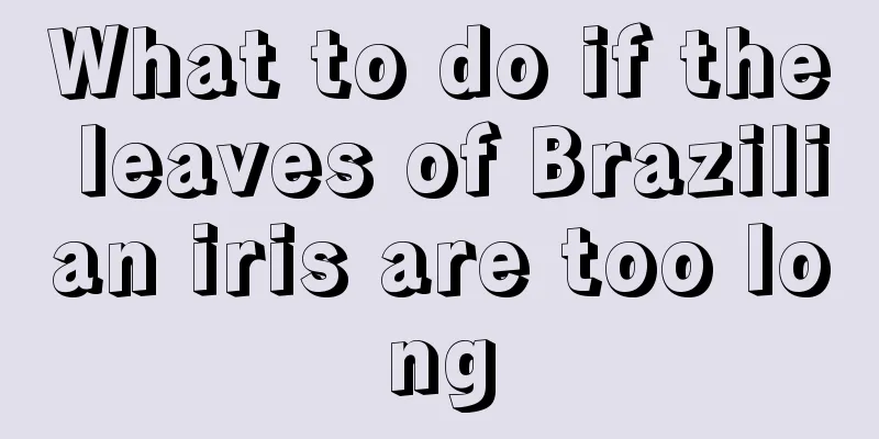 What to do if the leaves of Brazilian iris are too long