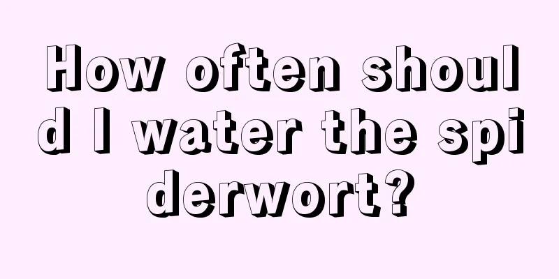 How often should I water the spiderwort?