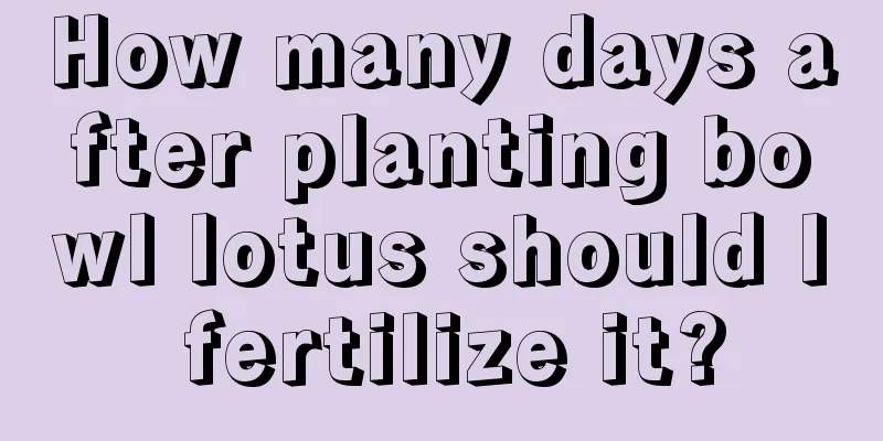 How many days after planting bowl lotus should I fertilize it?