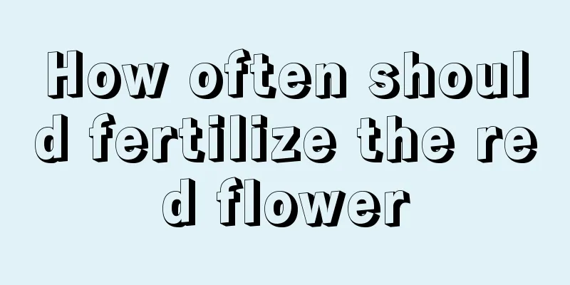 How often should fertilize the red flower