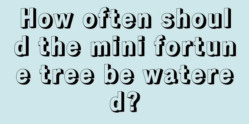 How often should the mini fortune tree be watered?