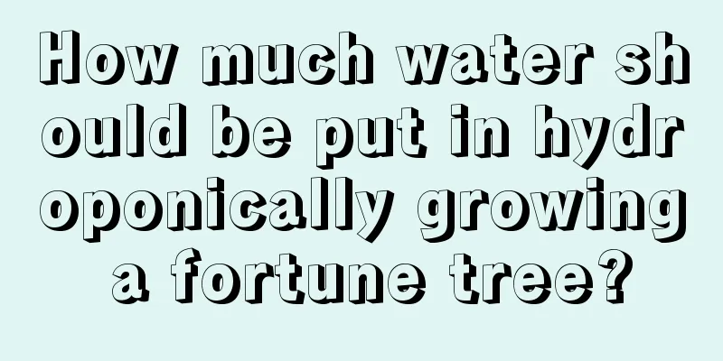 How much water should be put in hydroponically growing a fortune tree?