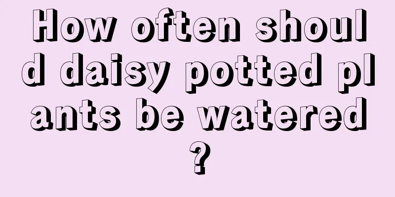 How often should daisy potted plants be watered?