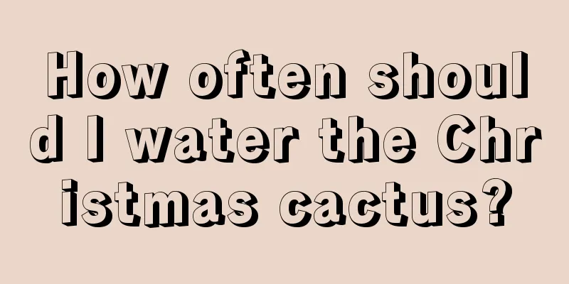 How often should I water the Christmas cactus?