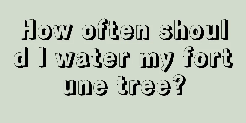 How often should I water my fortune tree?