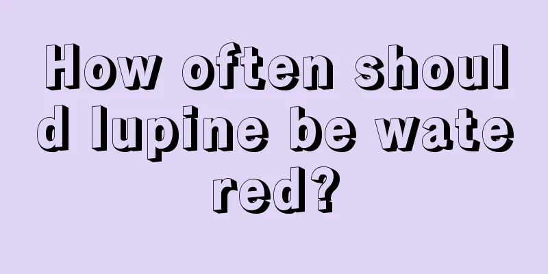 How often should lupine be watered?