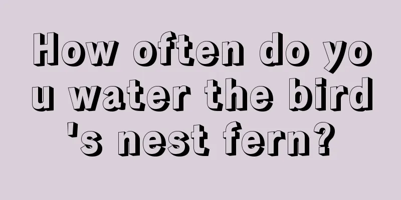 How often do you water the bird's nest fern?