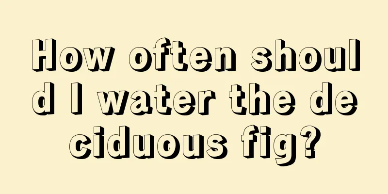 How often should I water the deciduous fig?