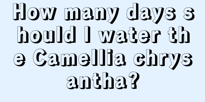 How many days should I water the Camellia chrysantha?