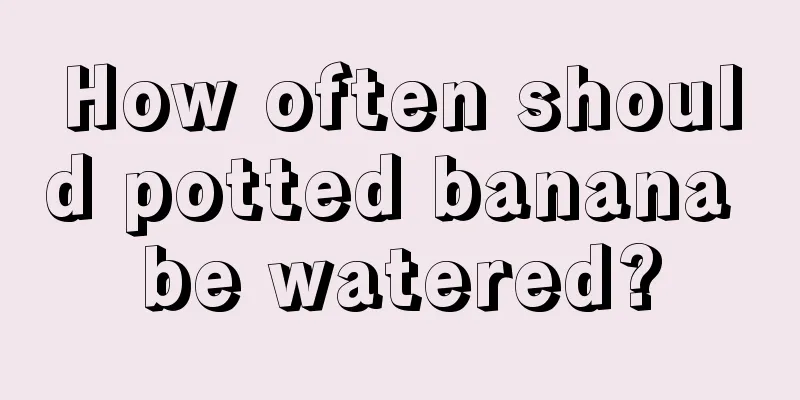 How often should potted banana be watered?