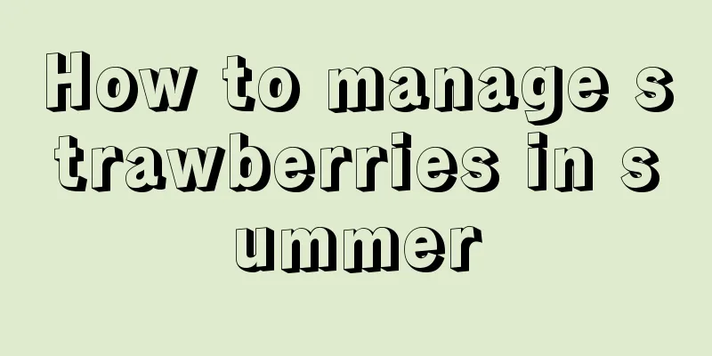 How to manage strawberries in summer