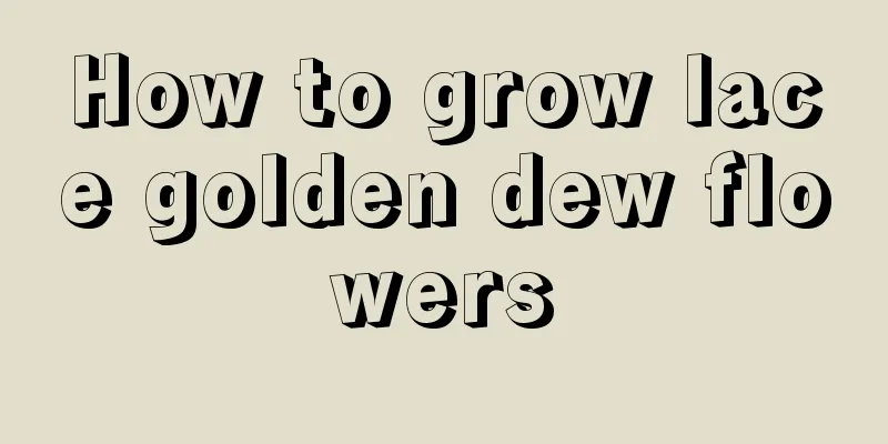 How to grow lace golden dew flowers