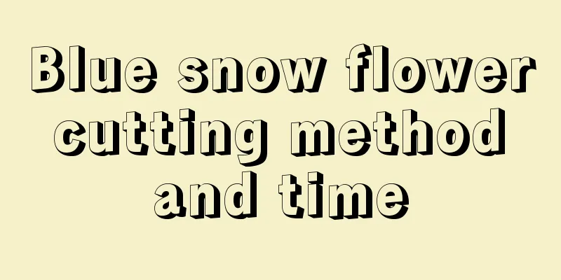 Blue snow flower cutting method and time