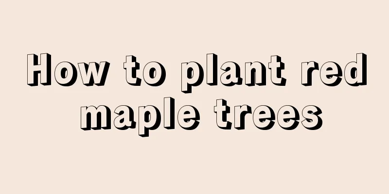 How to plant red maple trees