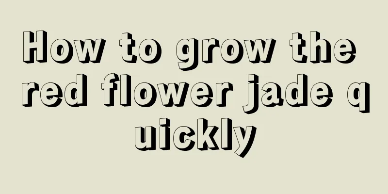 How to grow the red flower jade quickly