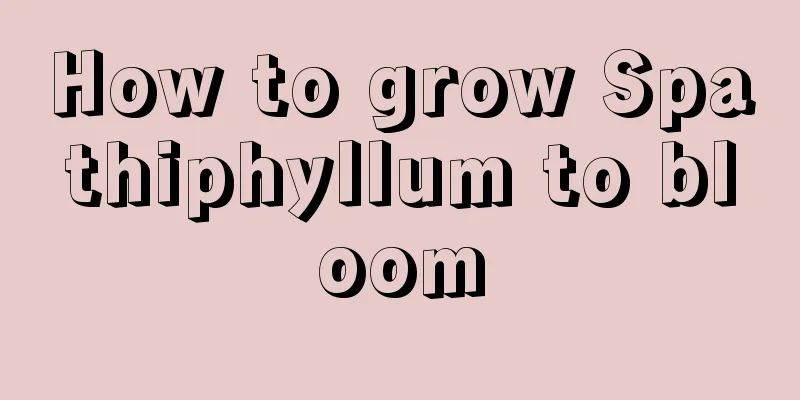 How to grow Spathiphyllum to bloom