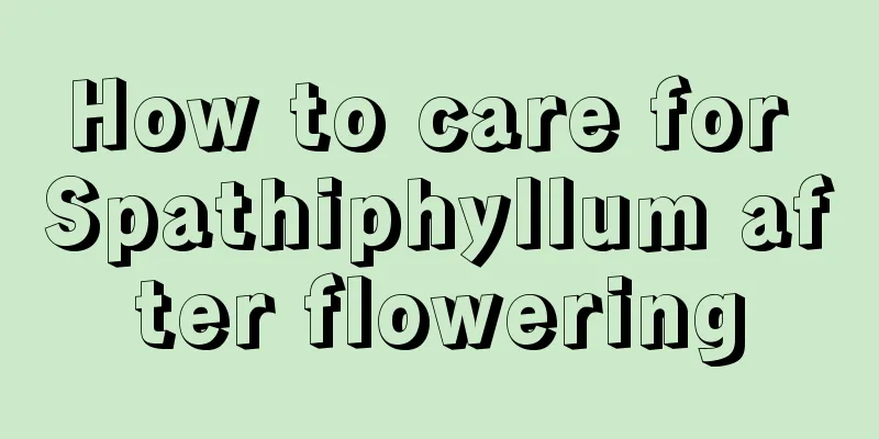 How to care for Spathiphyllum after flowering