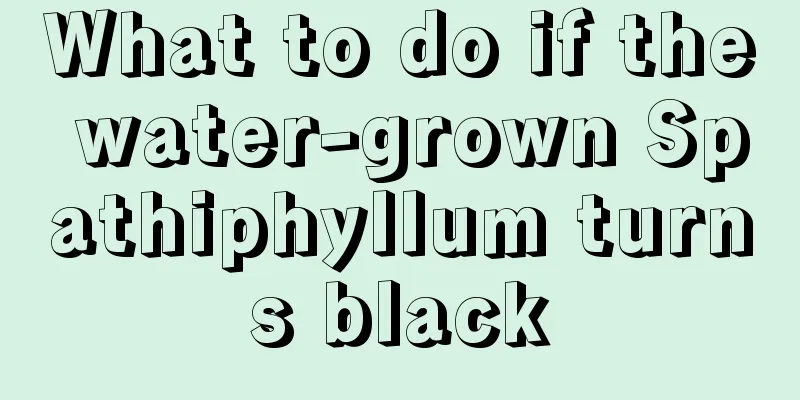 What to do if the water-grown Spathiphyllum turns black