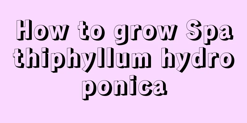 How to grow Spathiphyllum hydroponica