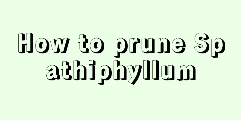 How to prune Spathiphyllum