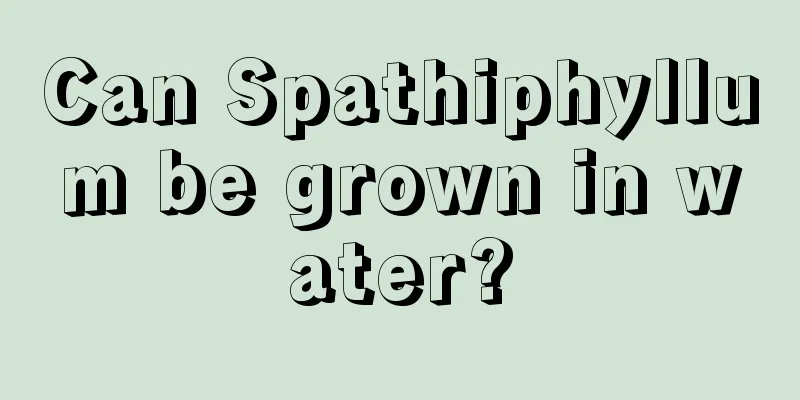 Can Spathiphyllum be grown in water?