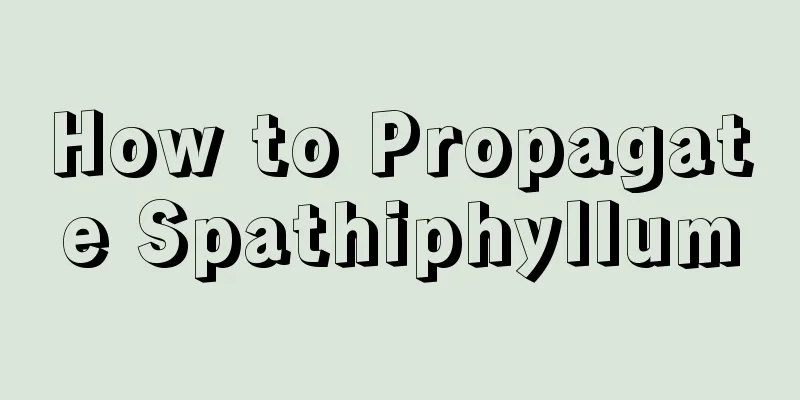 How to Propagate Spathiphyllum