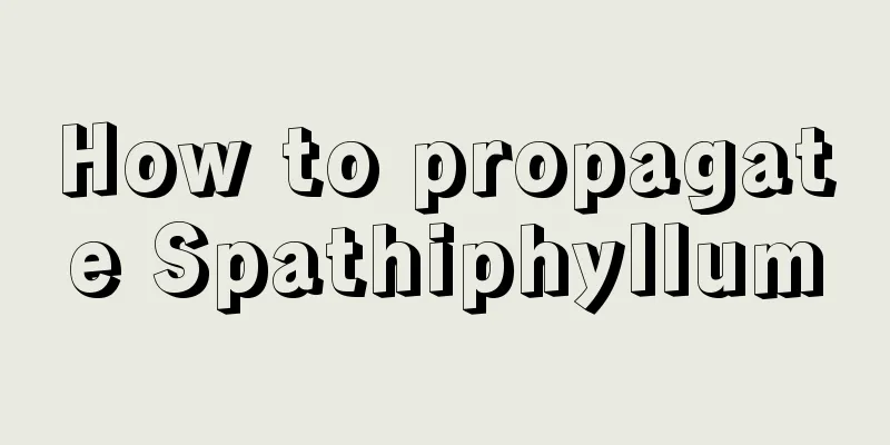 How to propagate Spathiphyllum