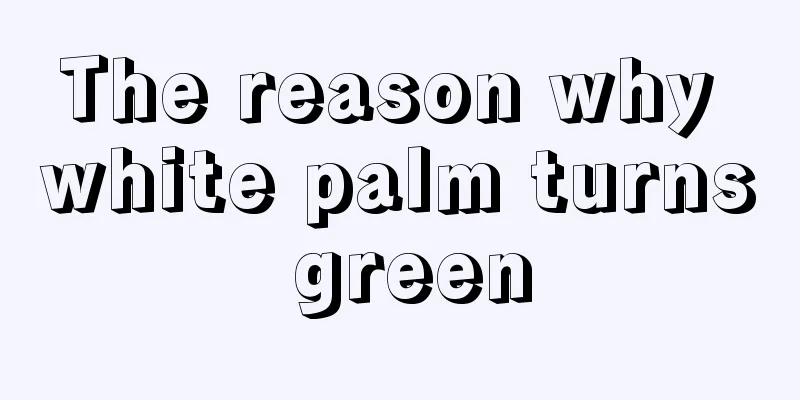 The reason why white palm turns green